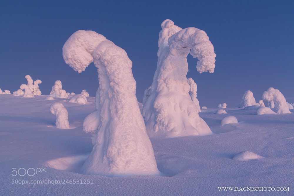 Nikon D610 sample photo. Winter wonderland photography