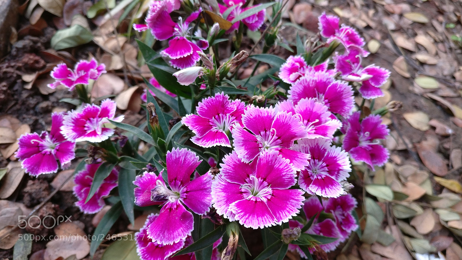 OnePlus A3003 sample photo. Untitled photography
