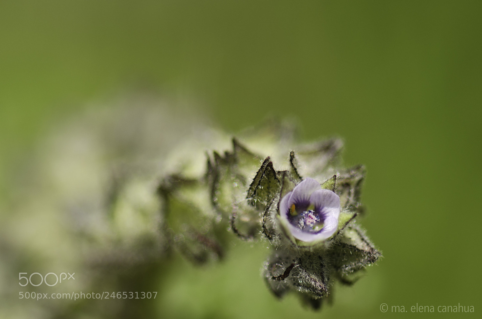 Nikon D5100 sample photo. Flower details at 3800 photography