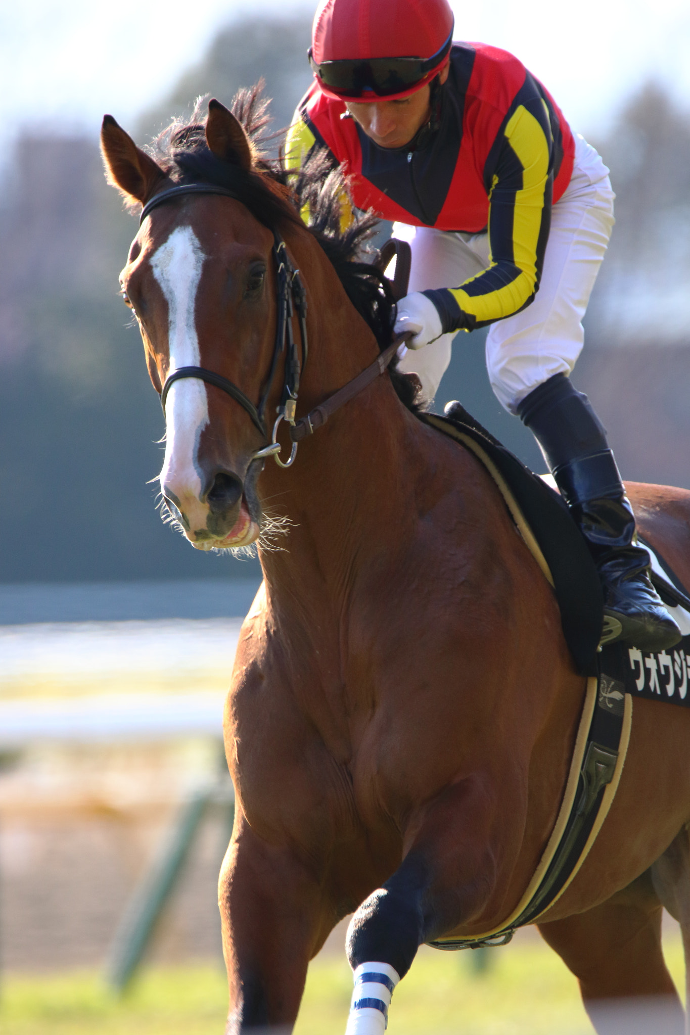 Sigma 150-600mm F5-6.3 DG OS HSM | C sample photo. Race horse photography
