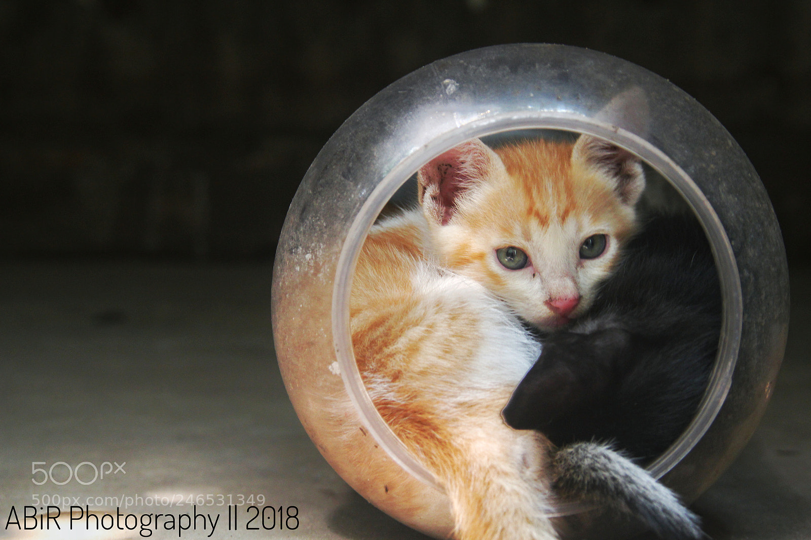 Canon EOS 550D (EOS Rebel T2i / EOS Kiss X4) sample photo. Baby cat photography
