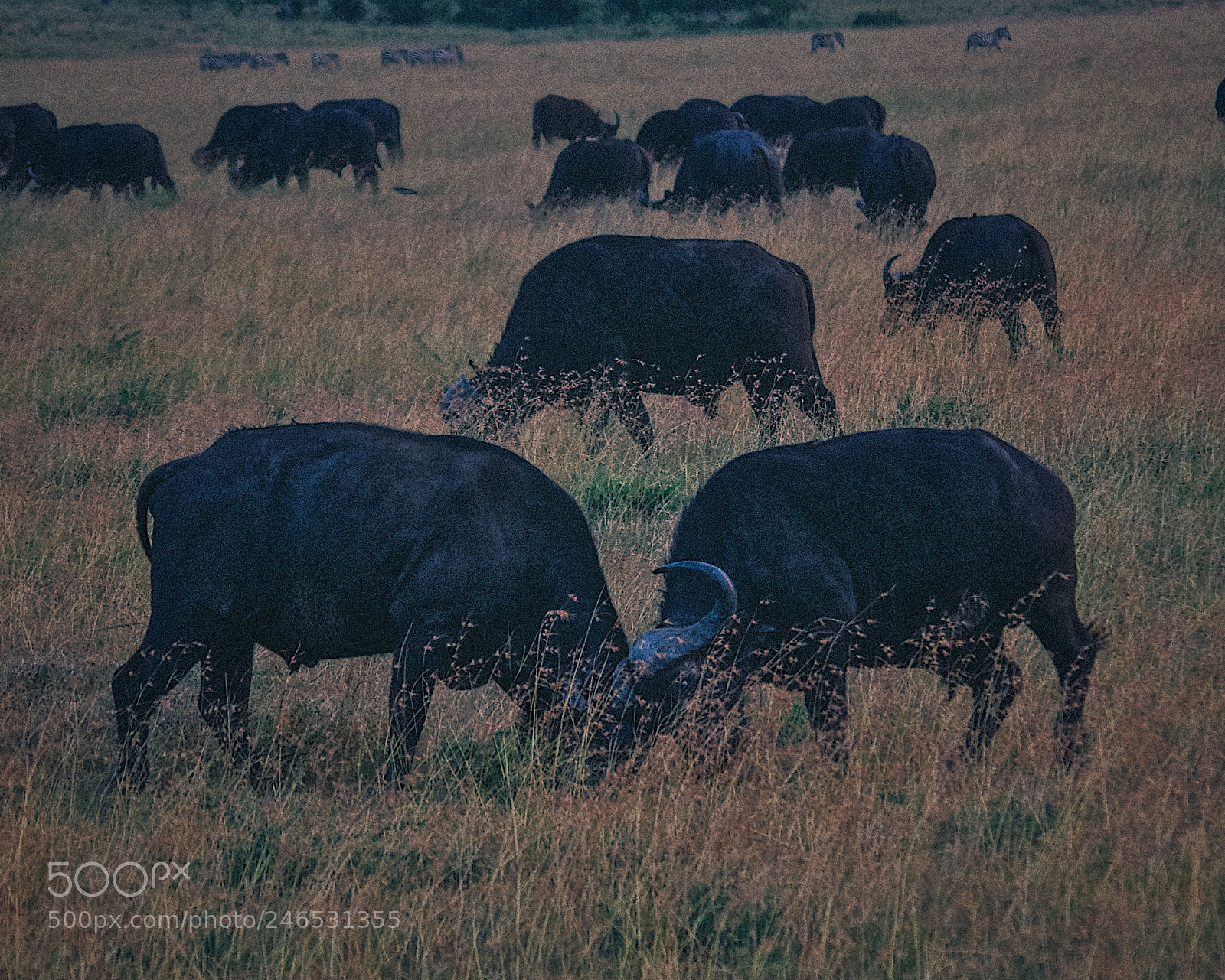 Pentax K-5 sample photo. Fighting for a f photography