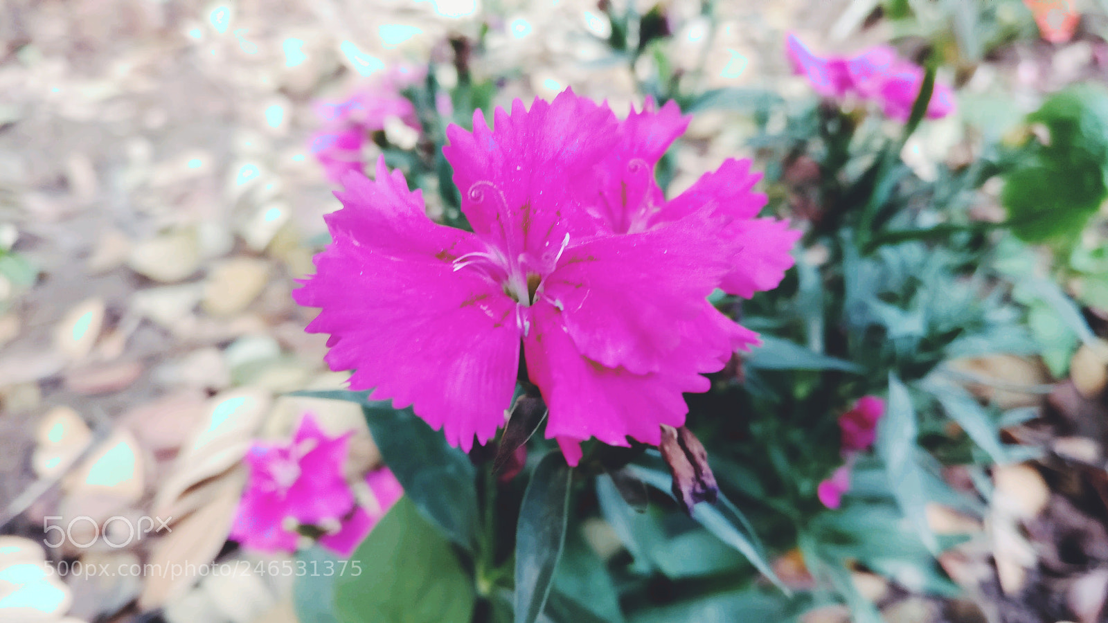 OnePlus A3003 sample photo. Untitled photography