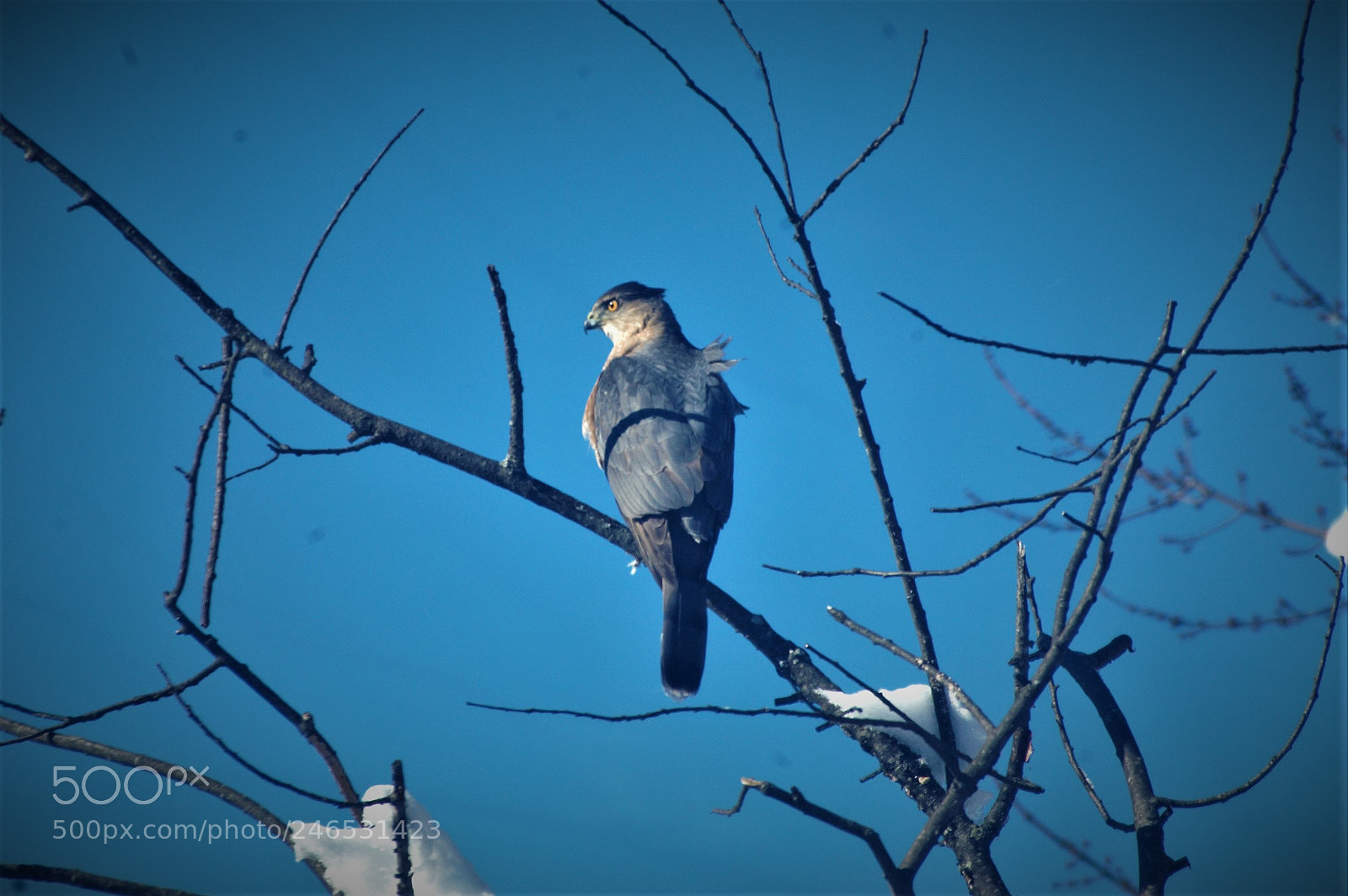 Nikon D50 sample photo. Peregrine falcon photography