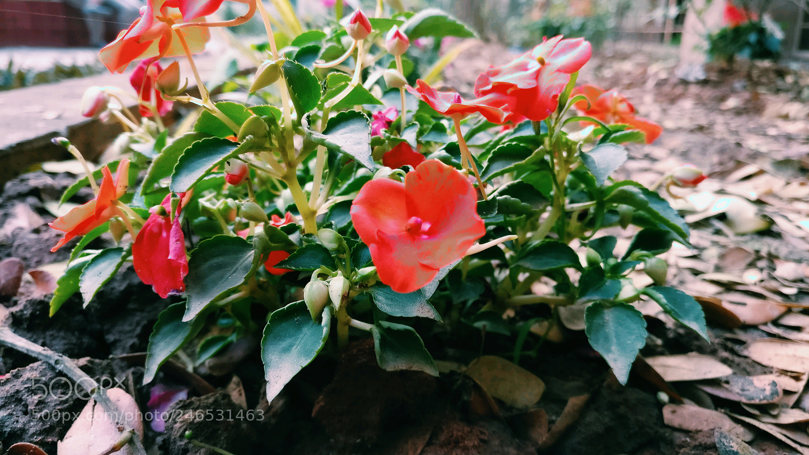 OnePlus A3003 sample photo. Untitled photography