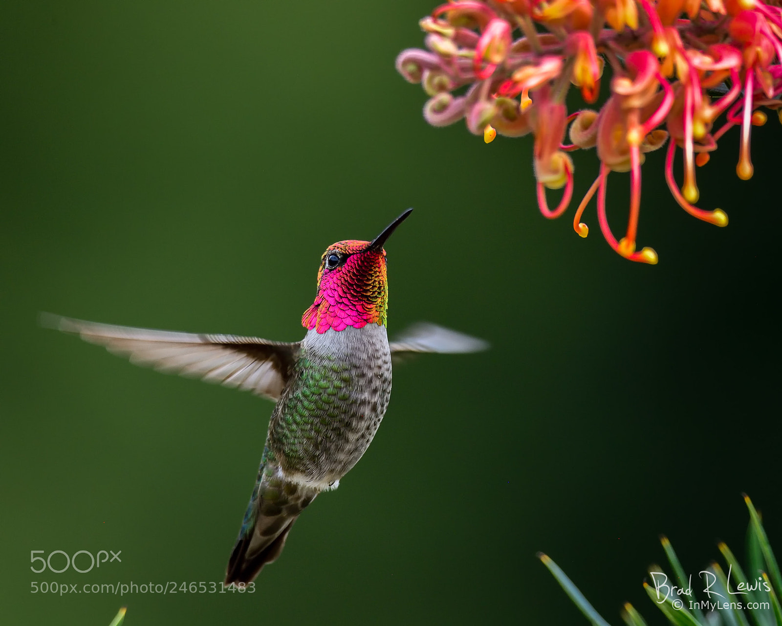 Nikon D5 sample photo. Anna's hummingbird - brilliant photography