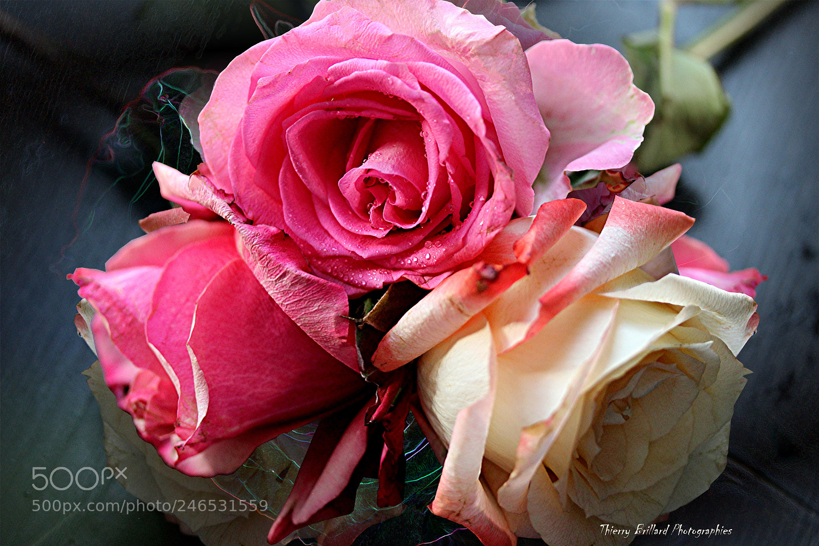 Canon EOS 600D (Rebel EOS T3i / EOS Kiss X5) sample photo. Trois roses photography