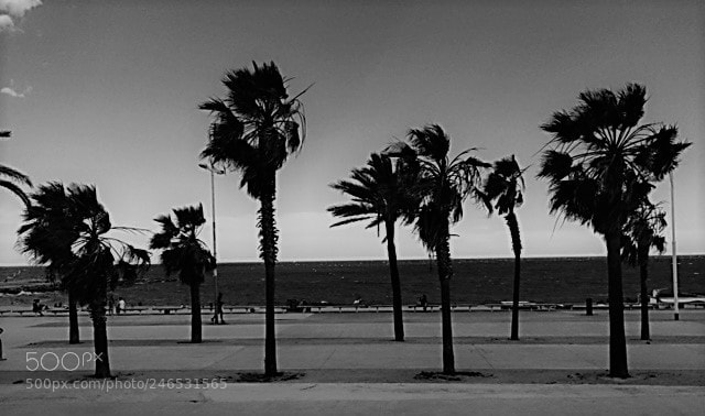 Apple iPhone 5s sample photo. Barcelona palm trees photography