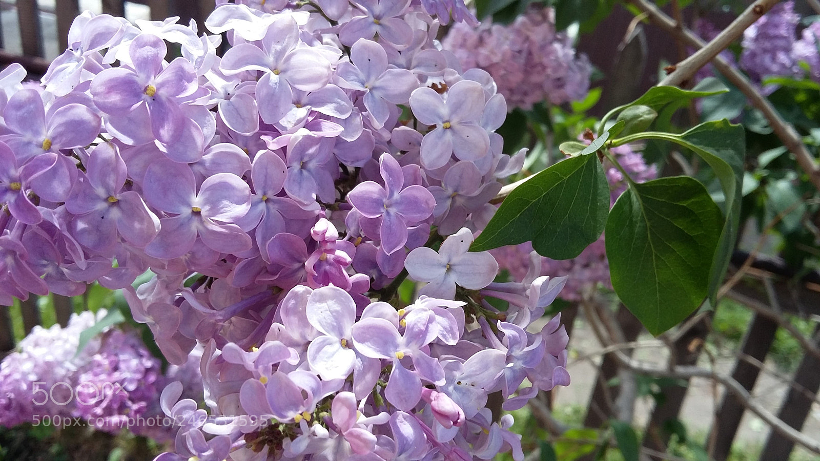 Samsung Galaxy A3 sample photo. Lilac on the street photography