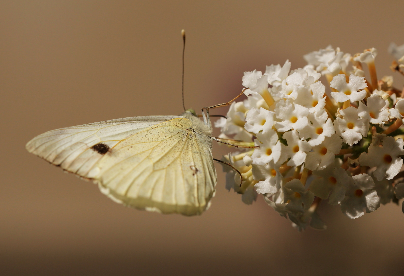 Sigma 150mm f/2.8 EX DG OS HSM APO Macro sample photo. White on white photography