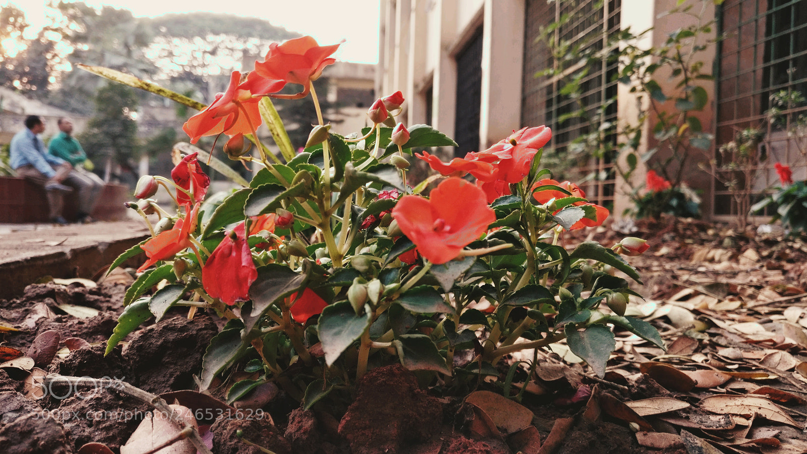 OnePlus A3003 sample photo. Untitled photography