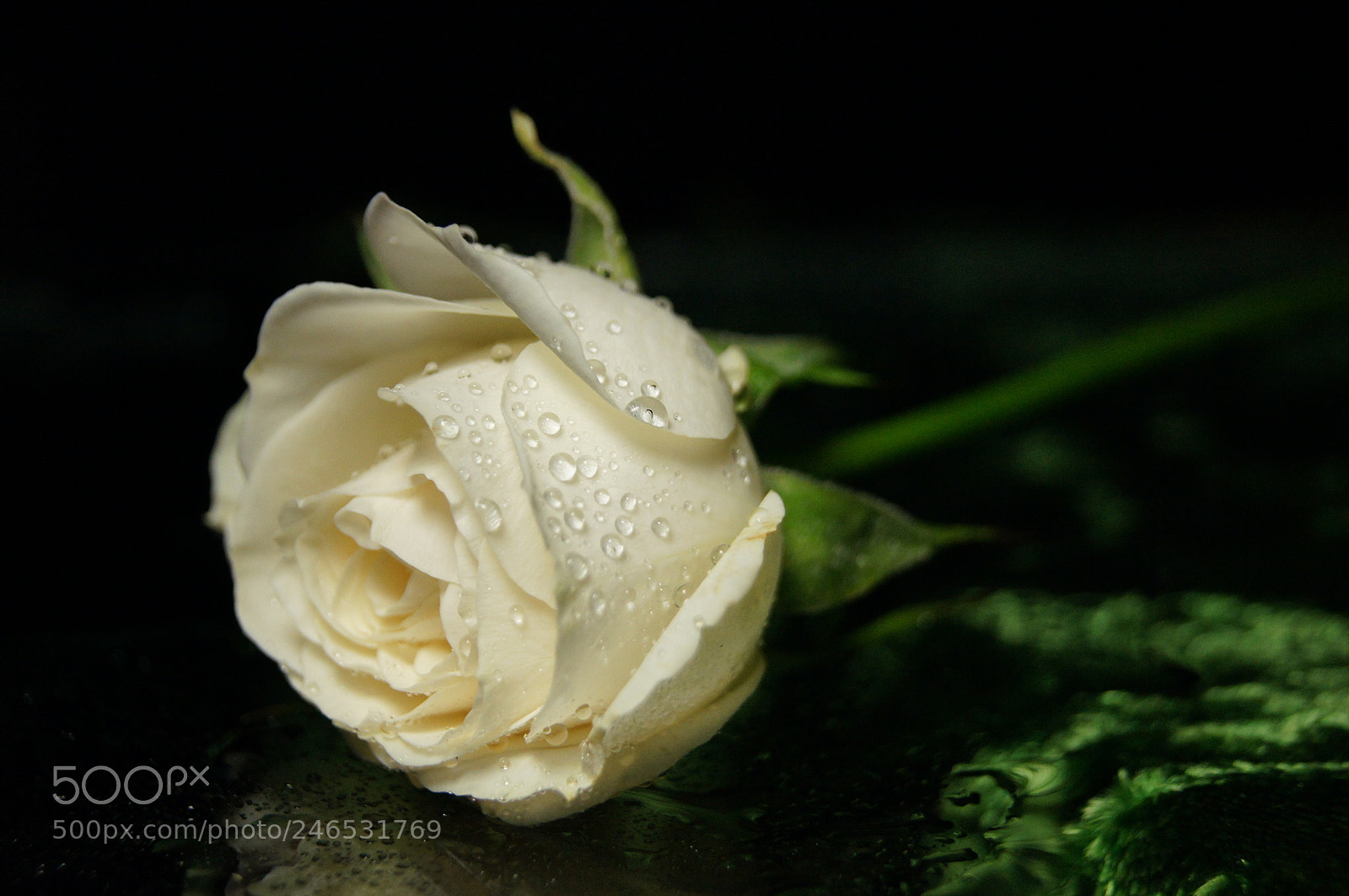 Sony Alpha DSLR-A580 sample photo. Monna rosa photography
