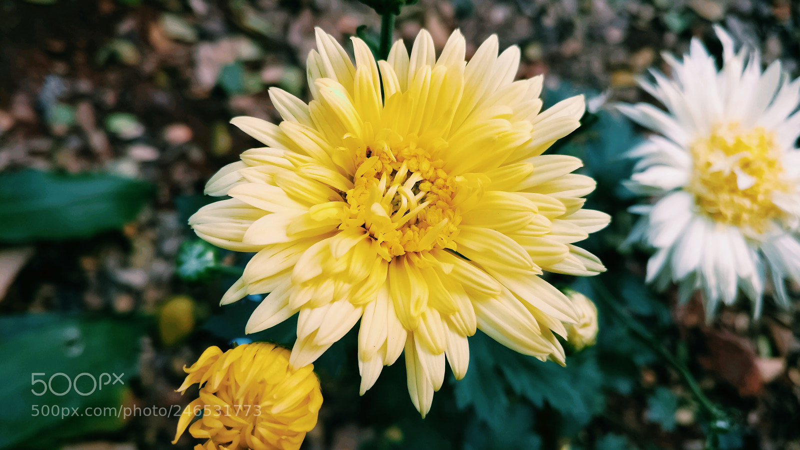 OnePlus A3003 sample photo. Untitled photography