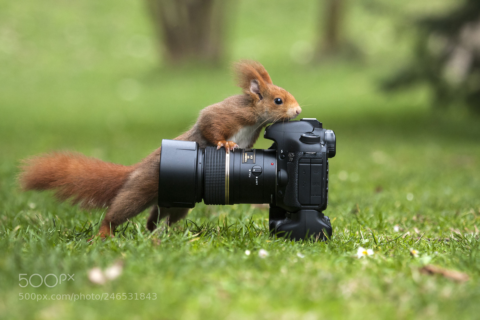 Canon EOS-1D Mark III sample photo. Untitled photography