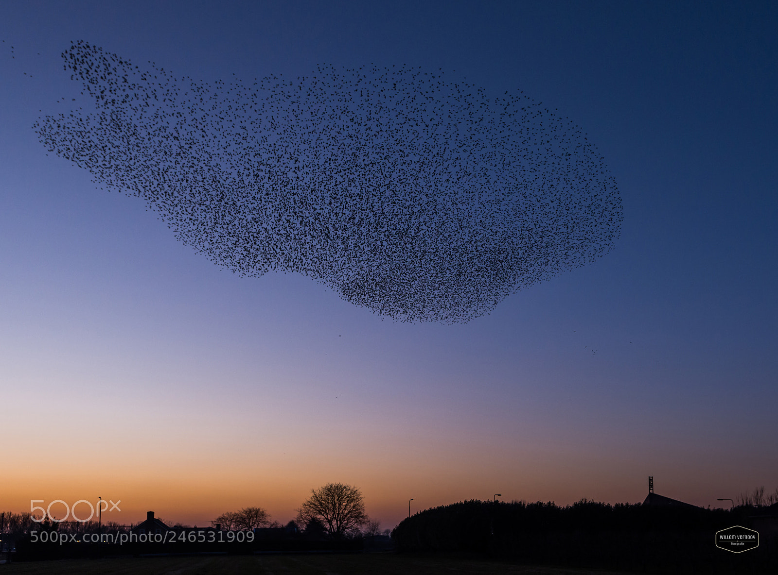 Nikon D7100 sample photo. Starlings in the sky,........ photography