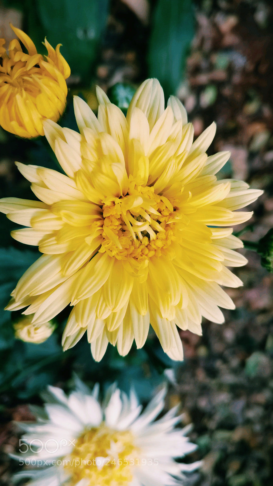 OnePlus A3003 sample photo. Untitled photography
