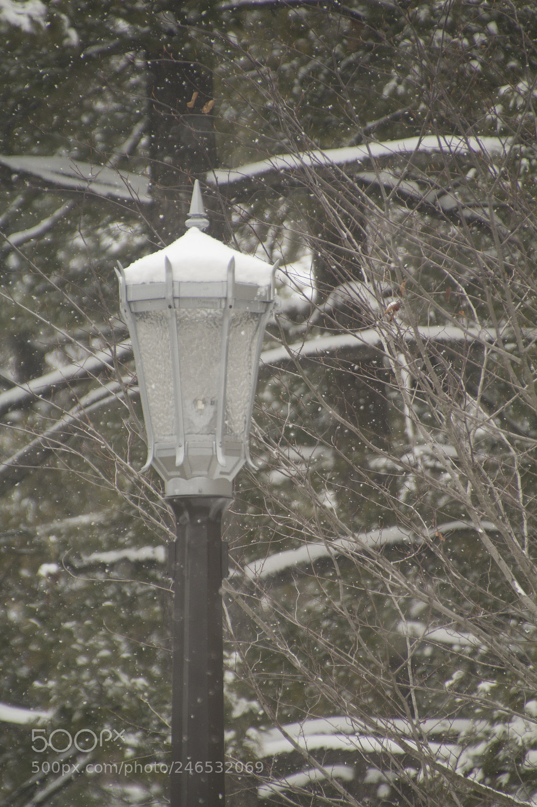 Canon EOS 1200D (EOS Rebel T5 / EOS Kiss X70 / EOS Hi) sample photo. Light and branches covered photography