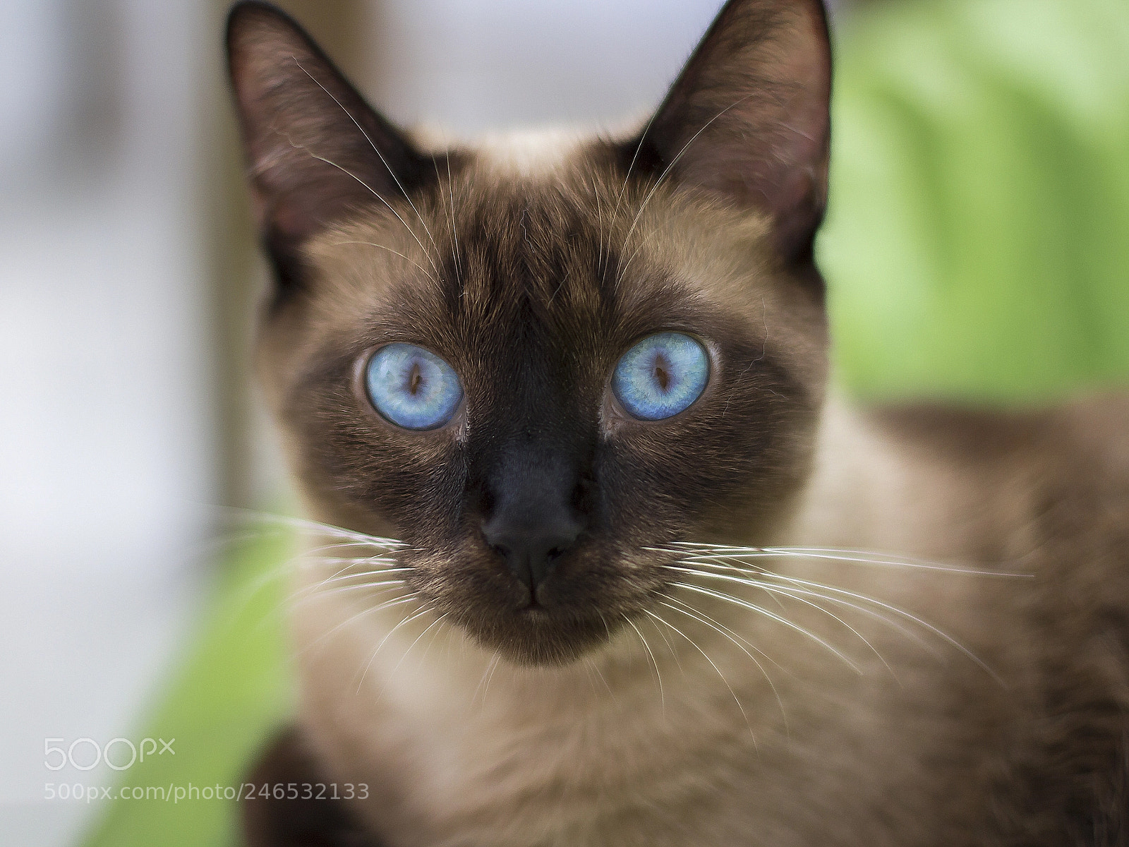 Canon EOS 700D (EOS Rebel T5i / EOS Kiss X7i) sample photo. My little cat photography