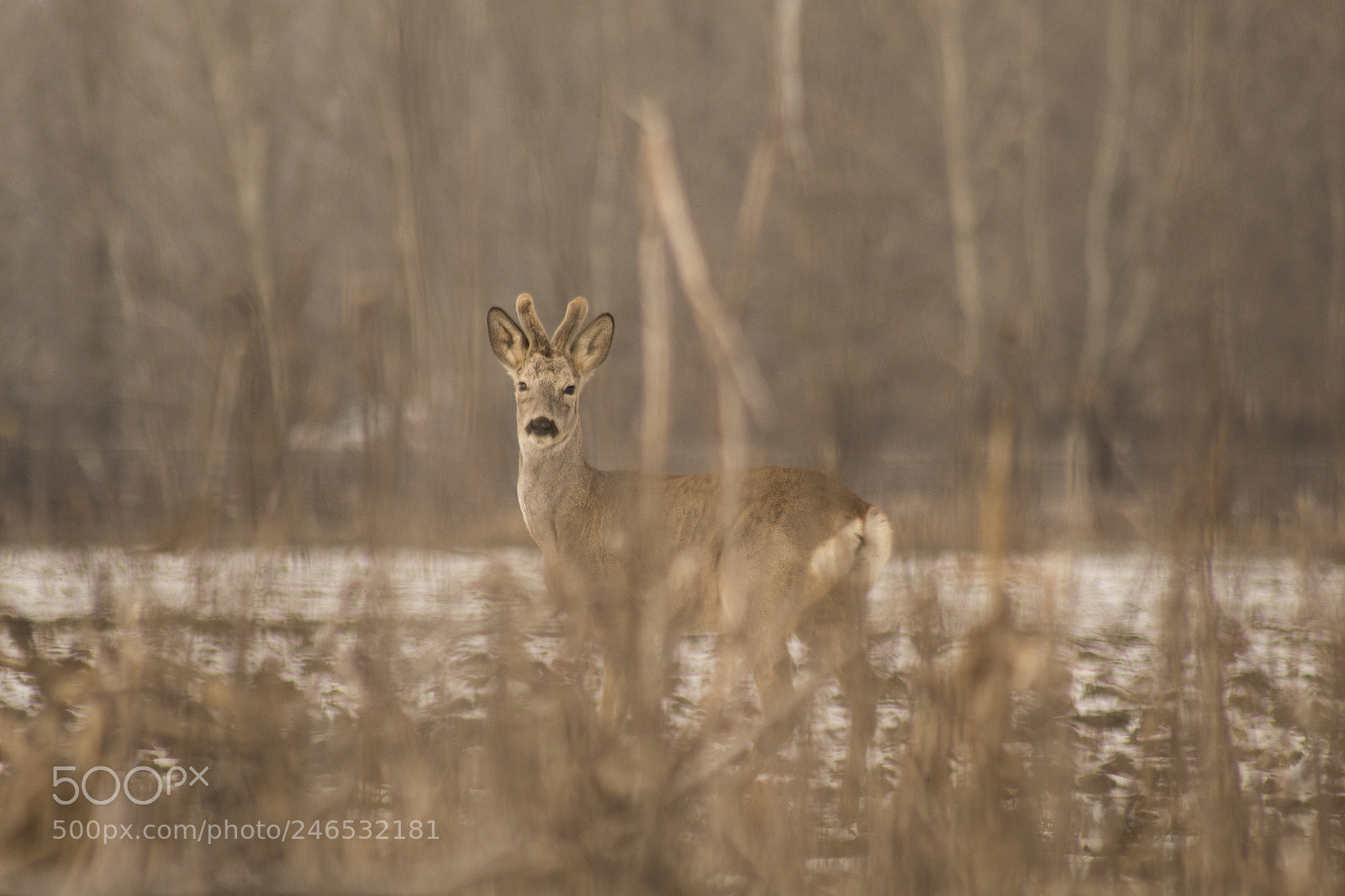 Canon EOS 700D (EOS Rebel T5i / EOS Kiss X7i) sample photo. Young roebuck... photography