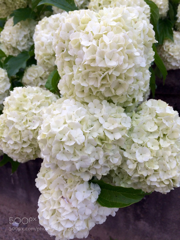 Apple iPhone 5s sample photo. White flower photography