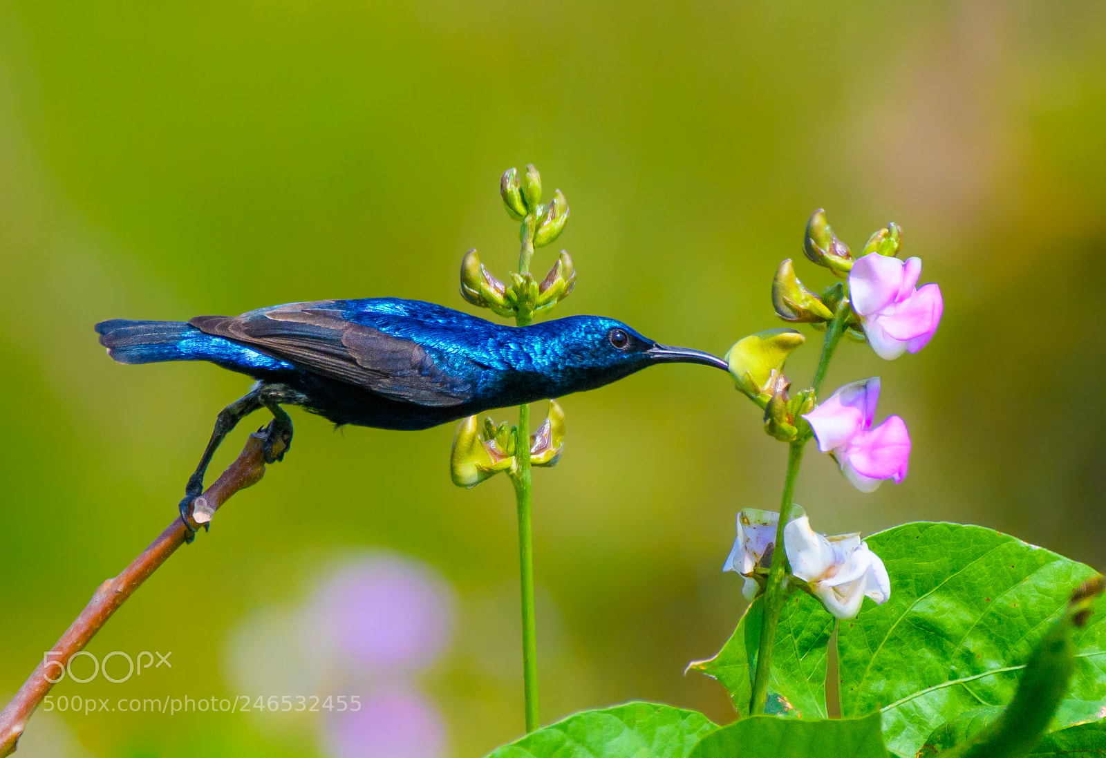 Nikon D500 sample photo. Purple sunbird photography