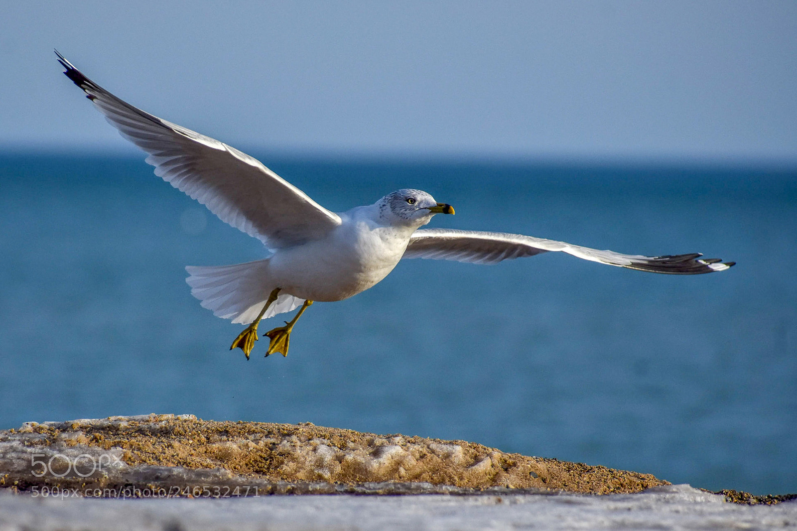 Nikon D3400 sample photo. Take flight photography
