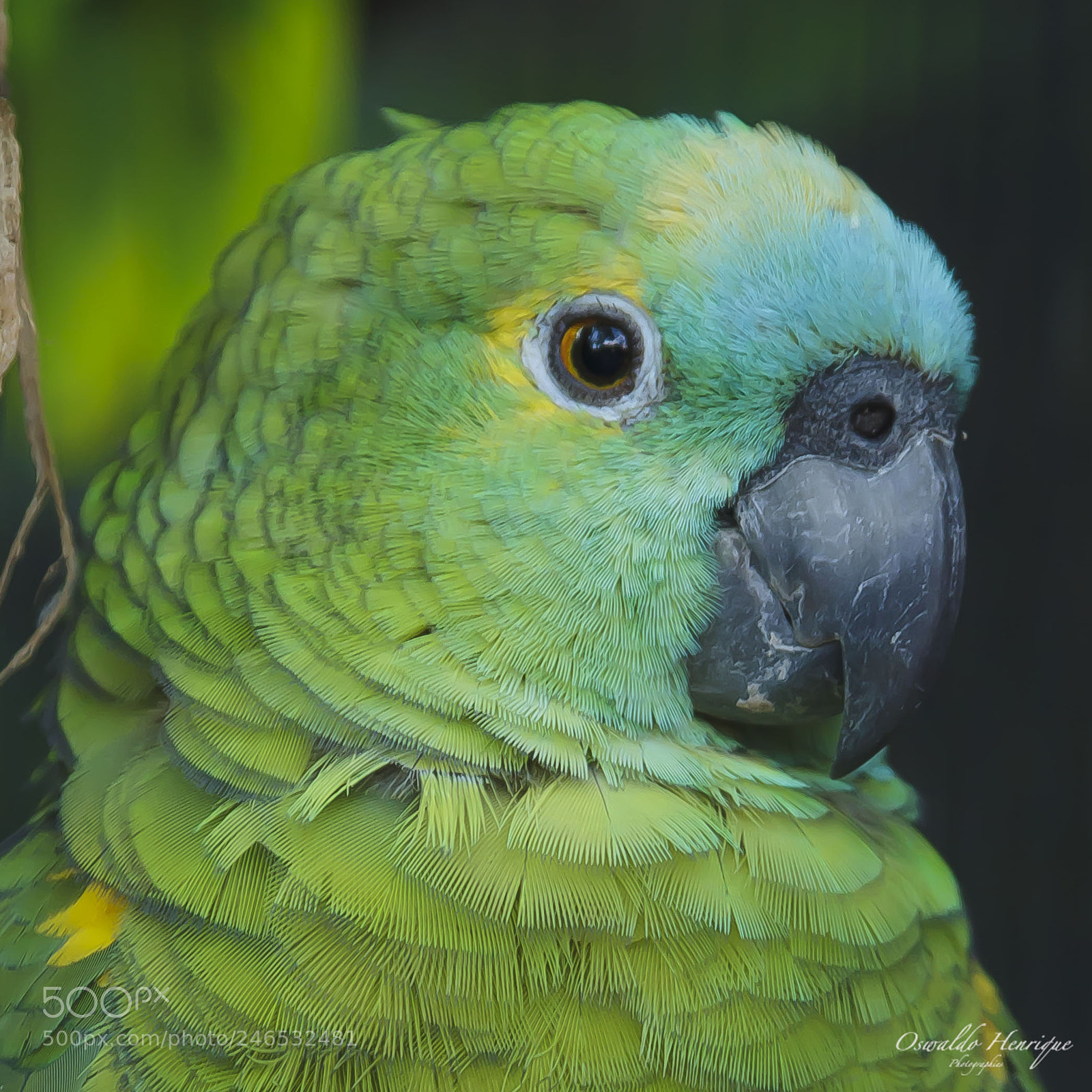 Canon EOS 60D sample photo. Papagaio-verdadeiro photography