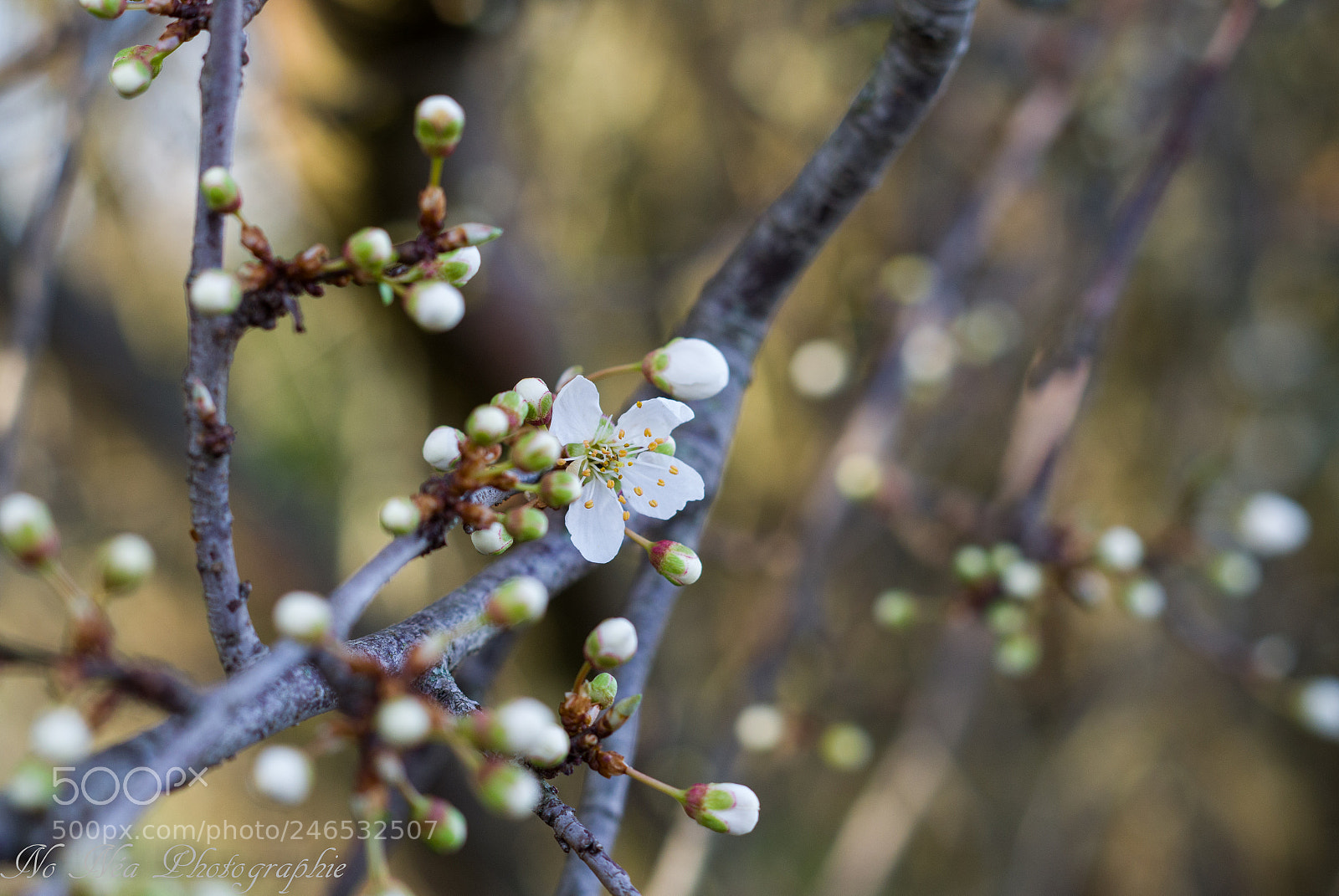 Pentax K-S2 sample photo. Nature photography