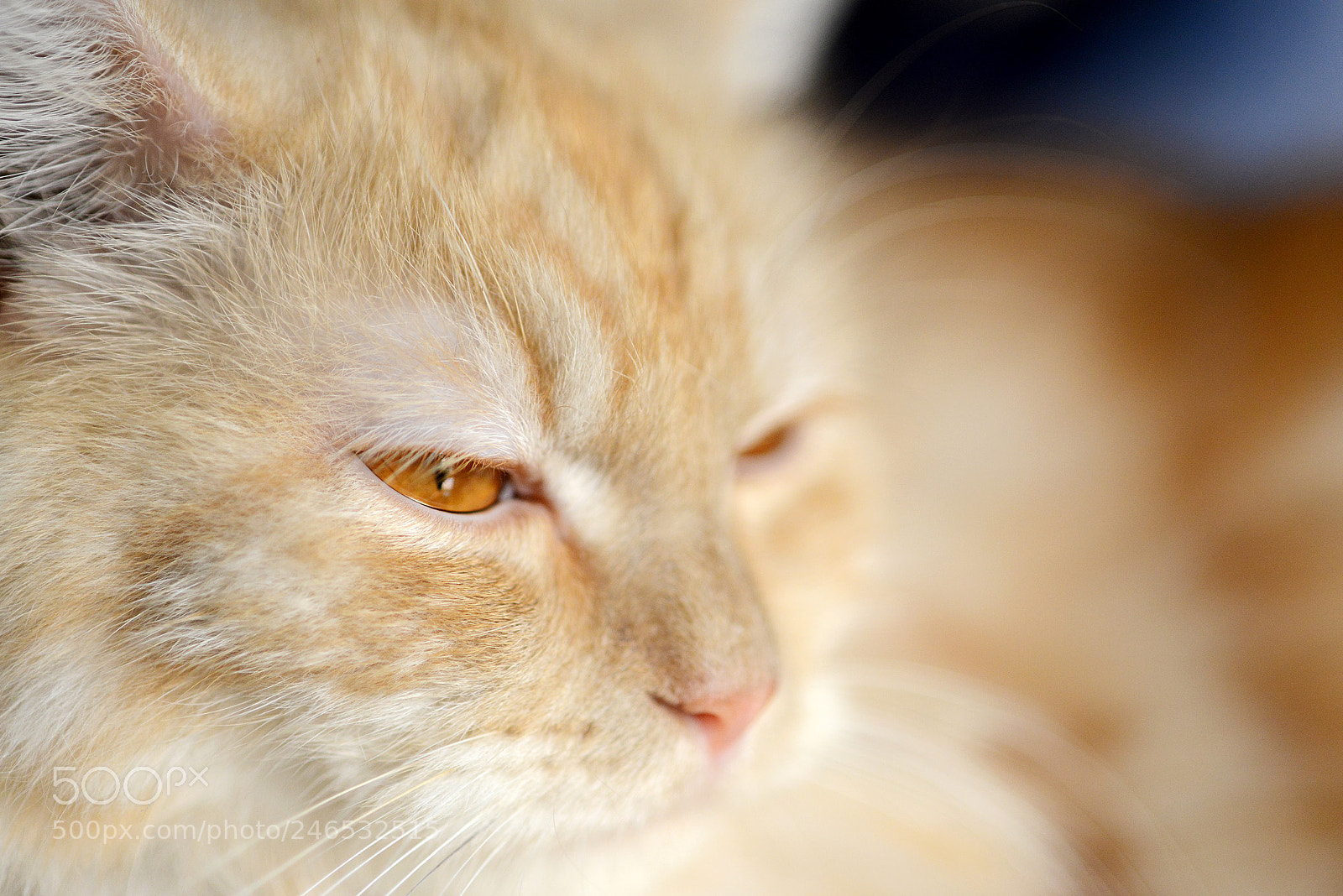 Nikon D800 sample photo. Untitled photography