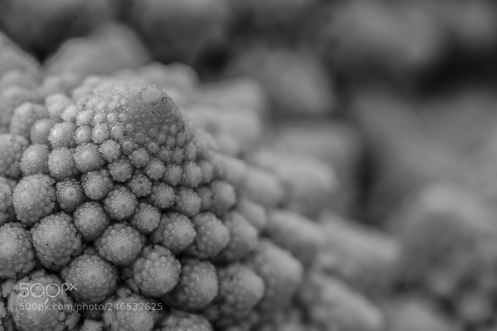 Nikon D500 sample photo. Romanesco photography