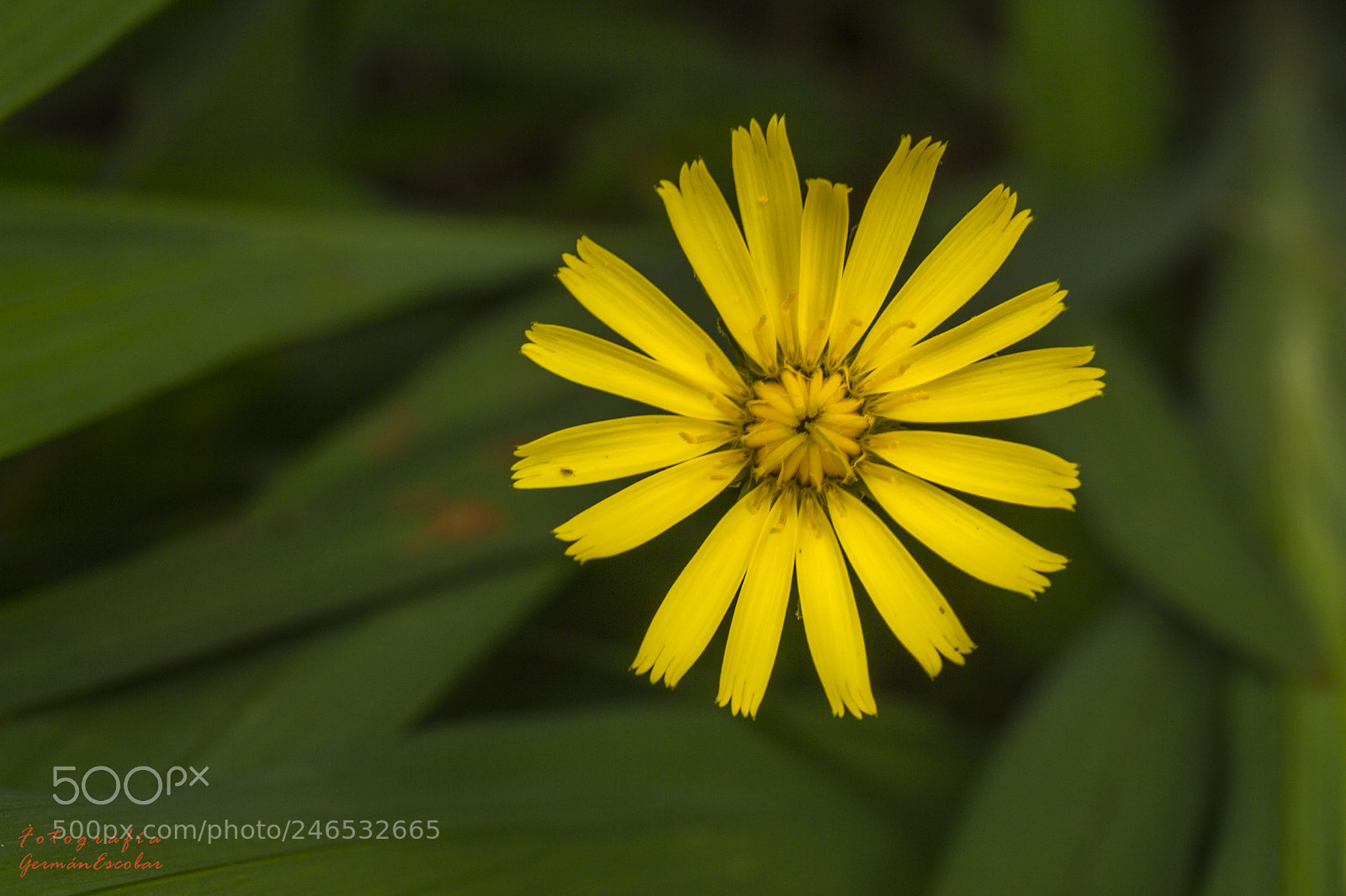 Canon EOS 700D (EOS Rebel T5i / EOS Kiss X7i) sample photo. Yellow flower photography