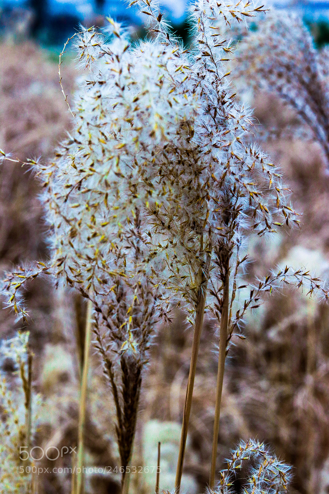 Canon EOS 77D (EOS 9000D / EOS 770D) sample photo. For you photography