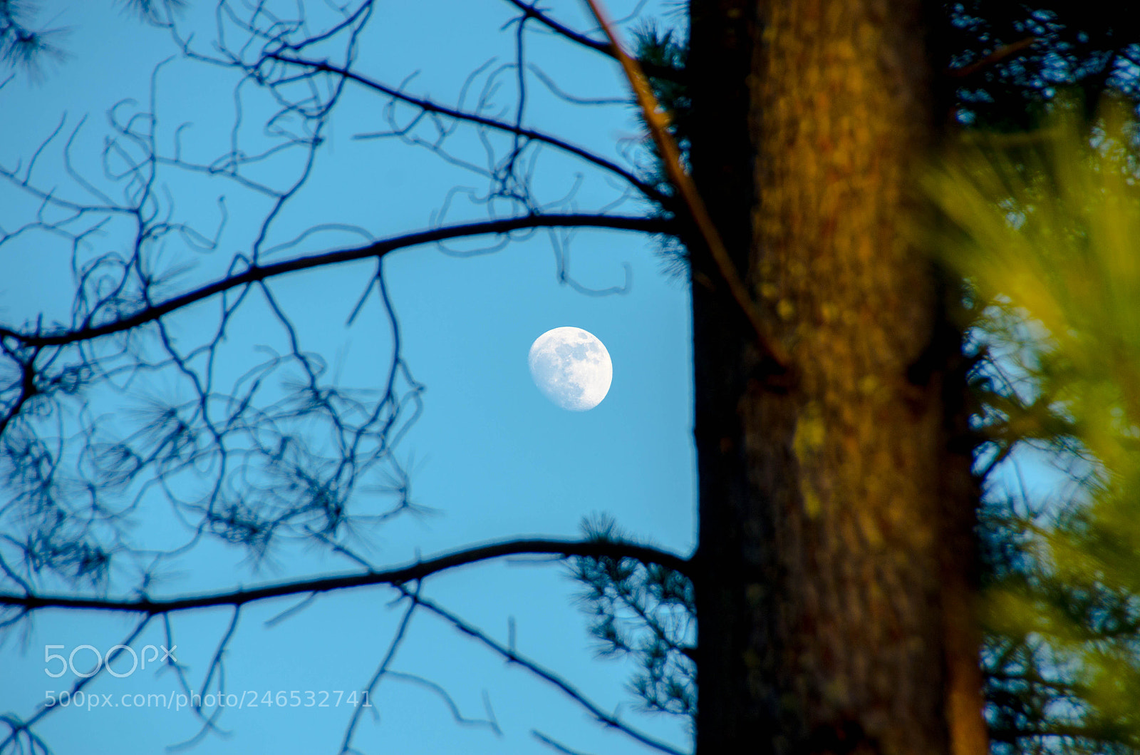 Nikon D5100 sample photo. La lune des bois photography