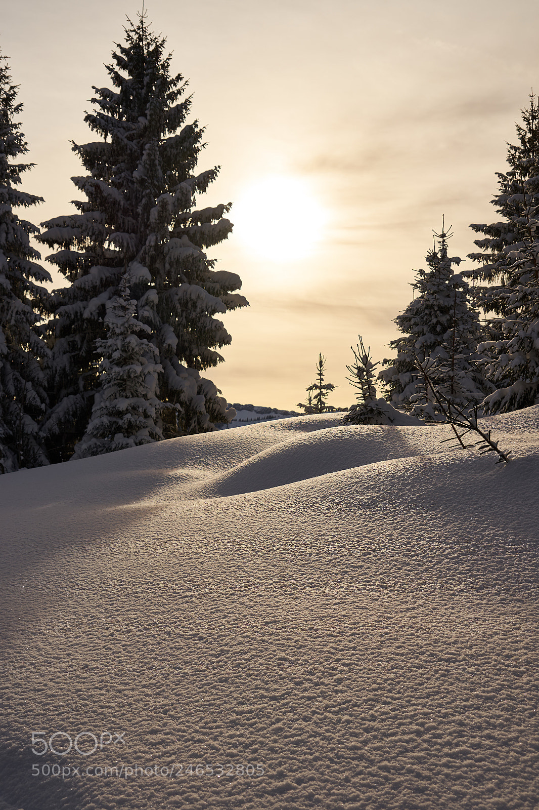 Sony a7 II sample photo. Winterwonderland photography