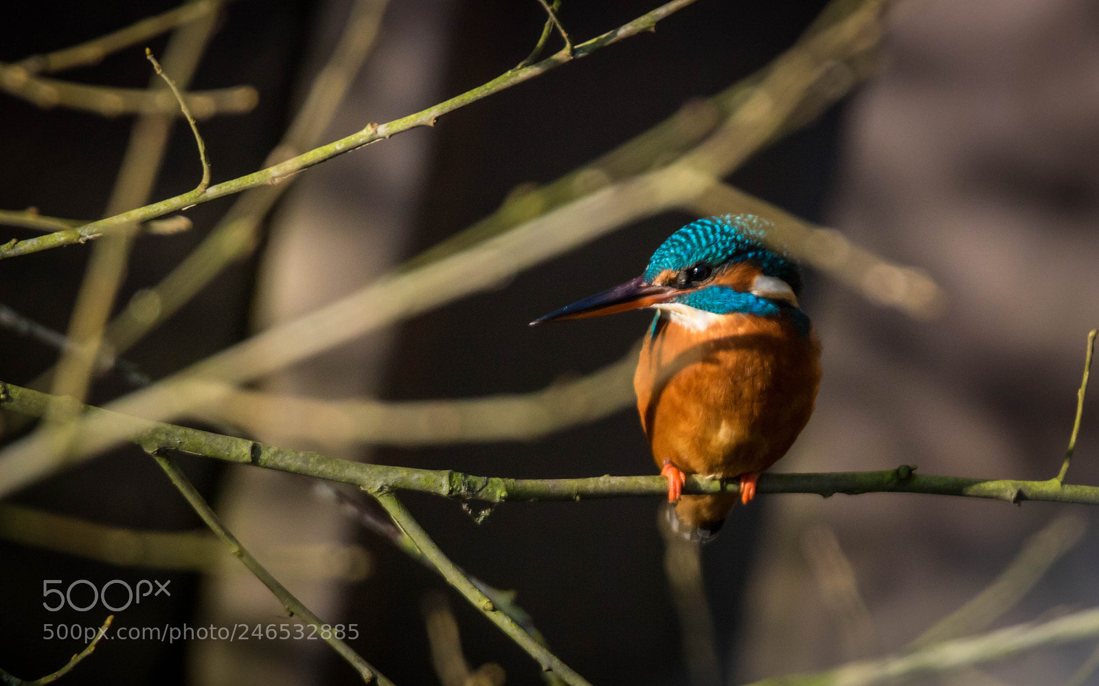 Canon EOS 750D (EOS Rebel T6i / EOS Kiss X8i) sample photo. Eisvogel photography