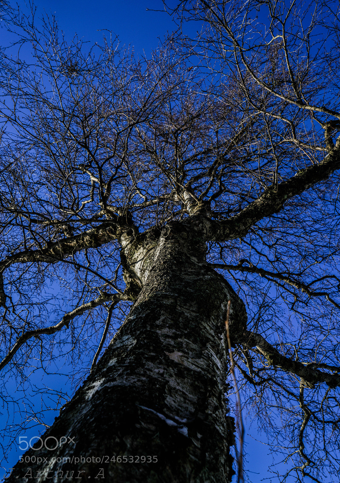 Sony a7R II sample photo. Tree photography