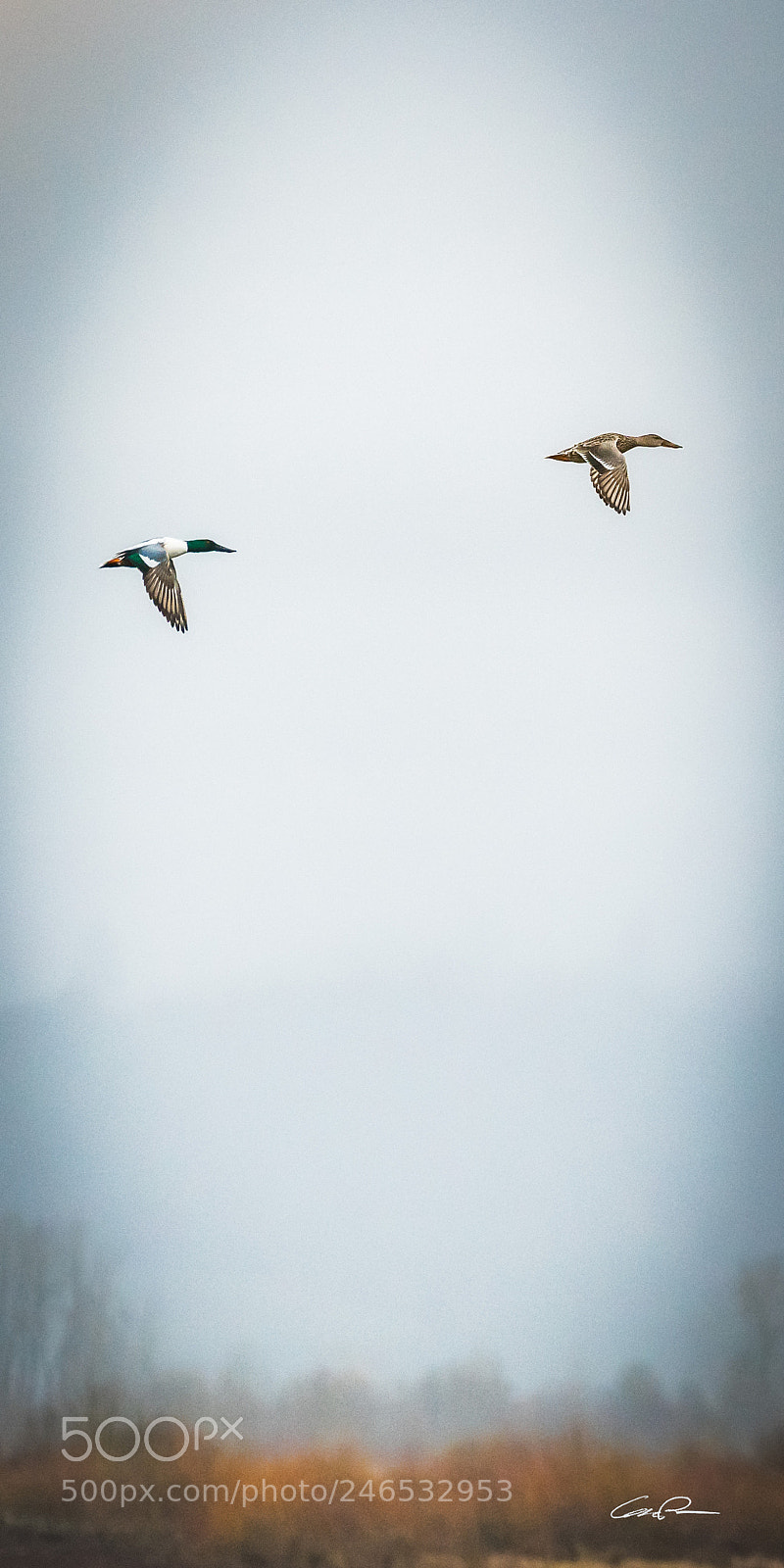Sony a7R II sample photo. The chase photography