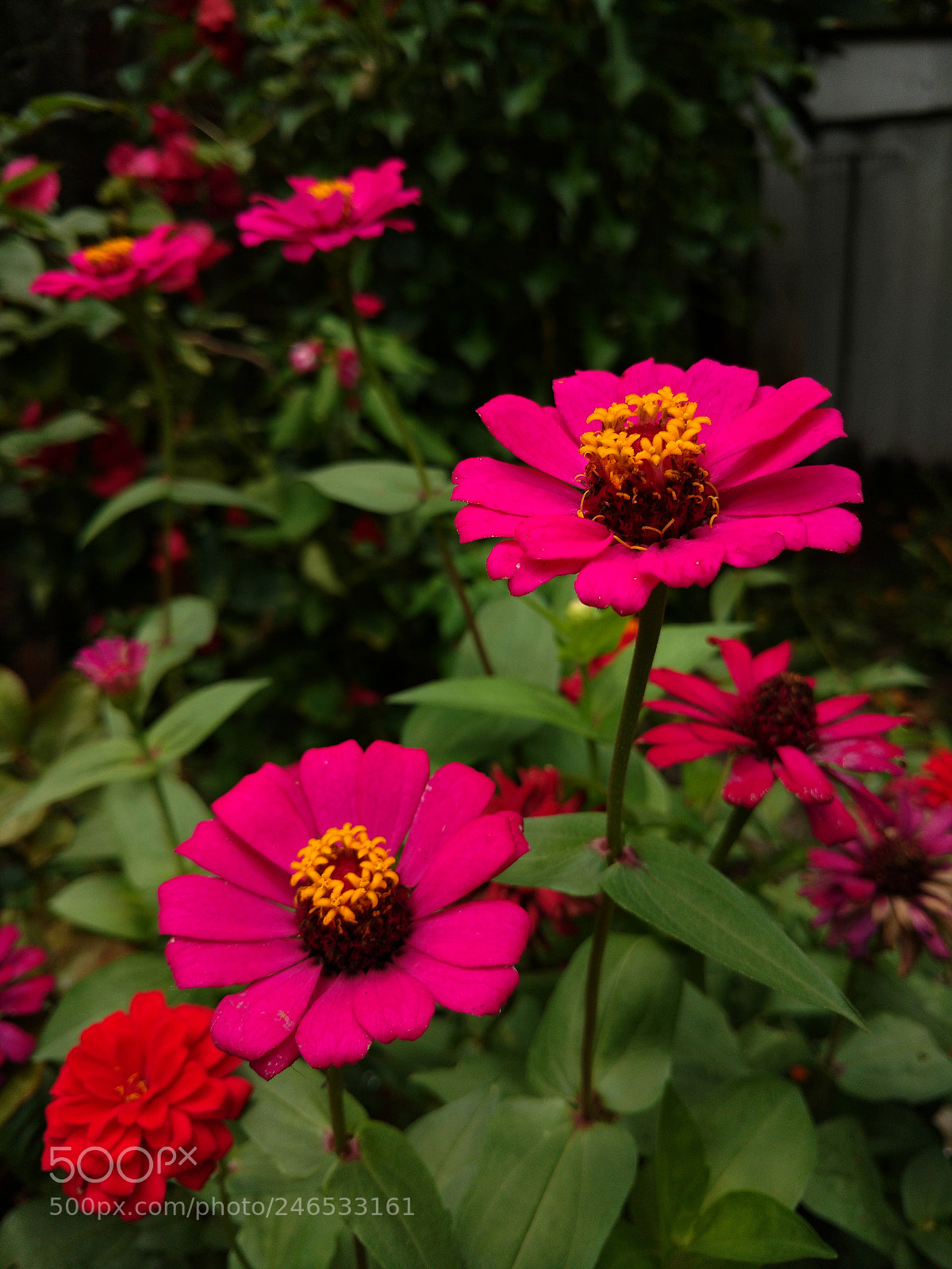 Motorola Moto X Play sample photo. Untitled photography