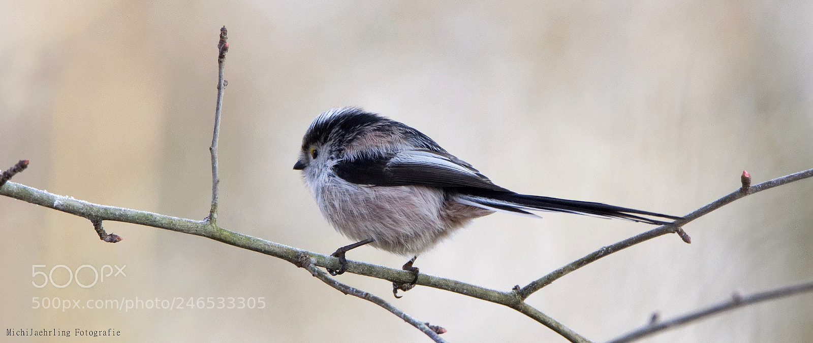 Nikon D7200 sample photo. Schwanzmeise (aegithalos caudatus) photography