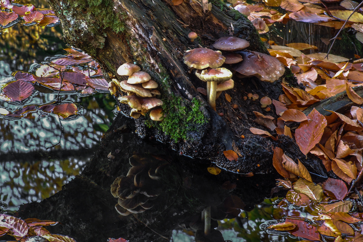 Fujifilm FinePix S9600 sample photo. Mushroom photography