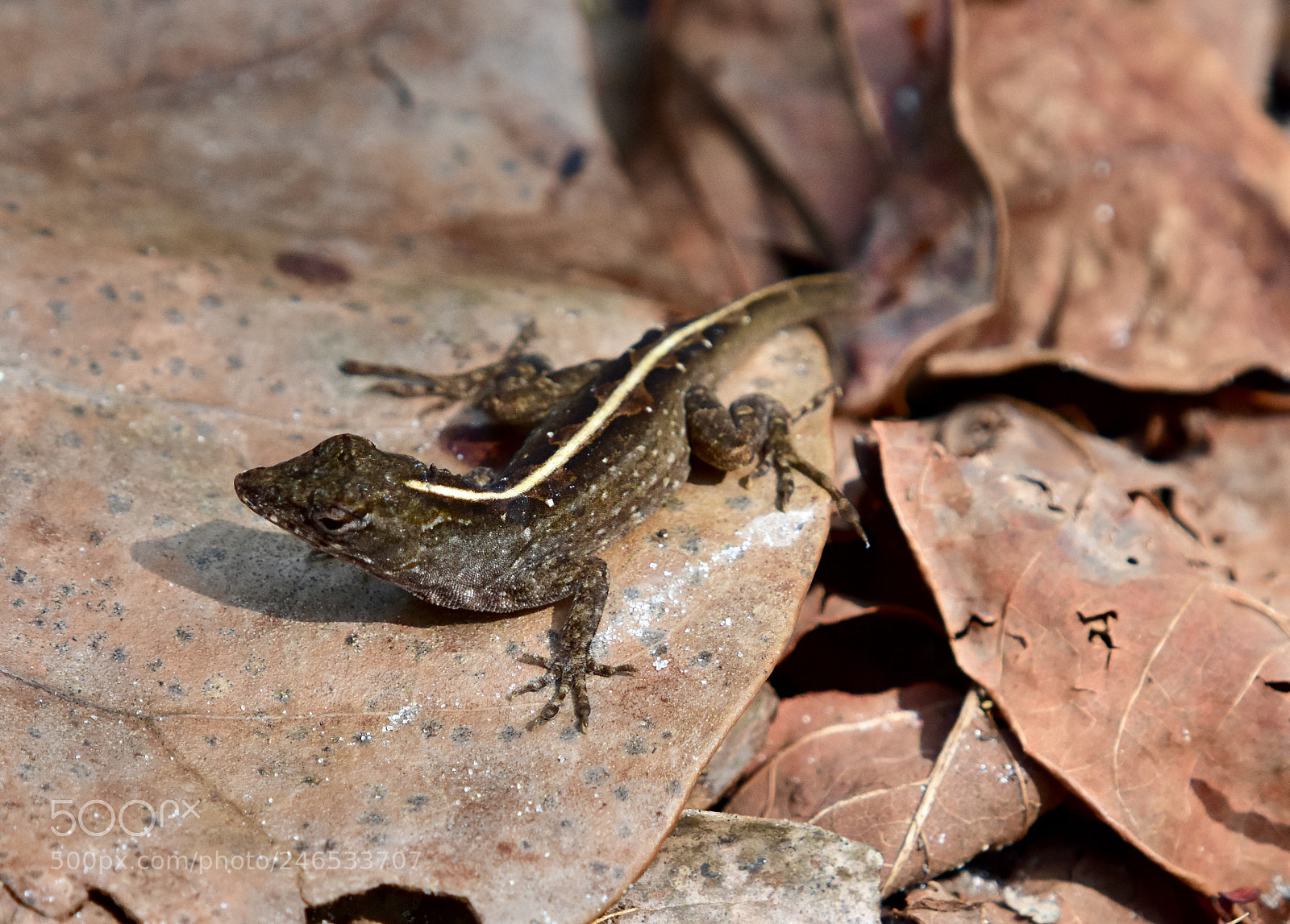 Nikon D7200 sample photo. Brown anole photography