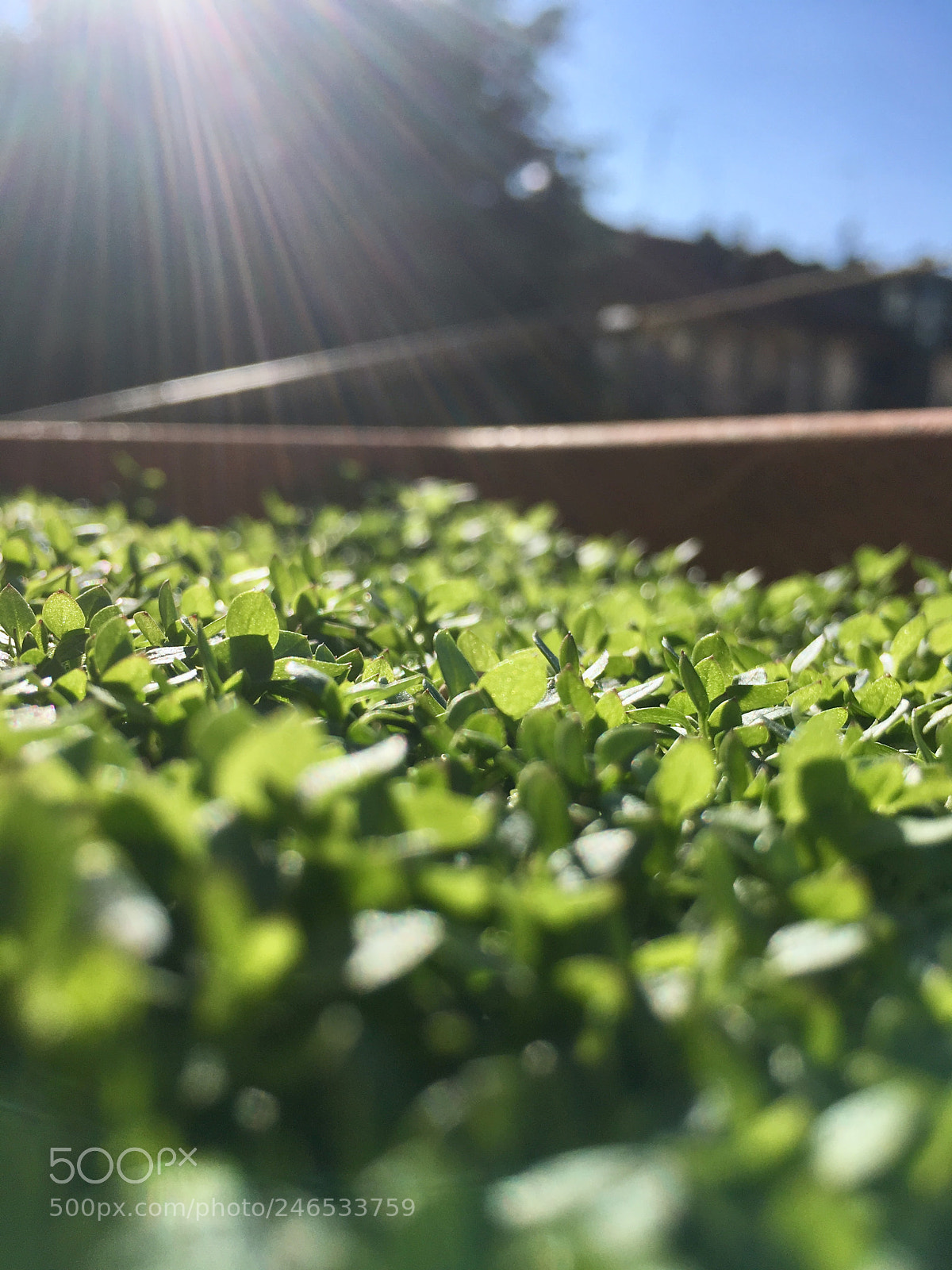 Apple iPhone 6s sample photo. Untitled photography