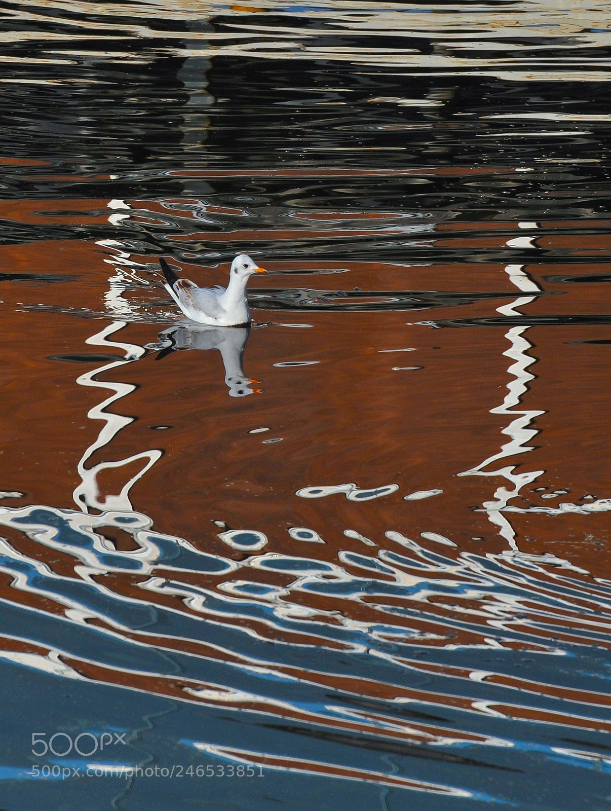 Nikon D3 sample photo. Reflections & seagull photography