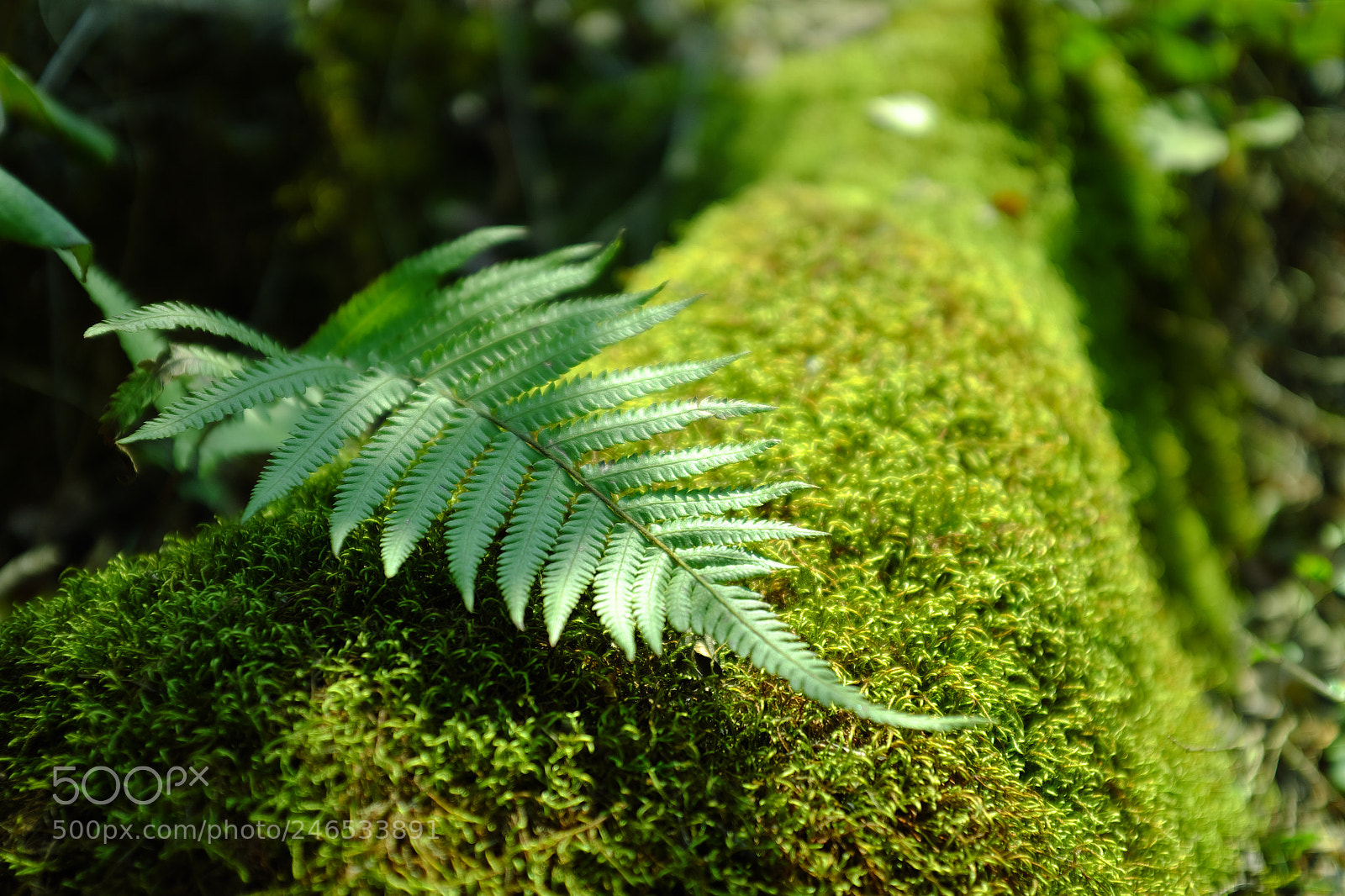 Fujifilm X100T sample photo. 苔藓 photography