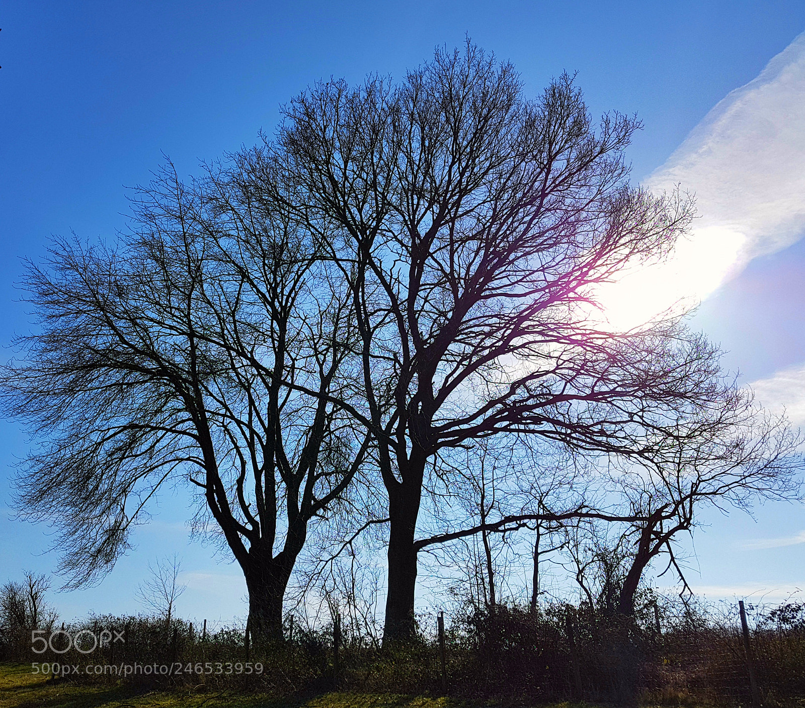 Samsung Galaxy S7 sample photo. Trees and clouds photography