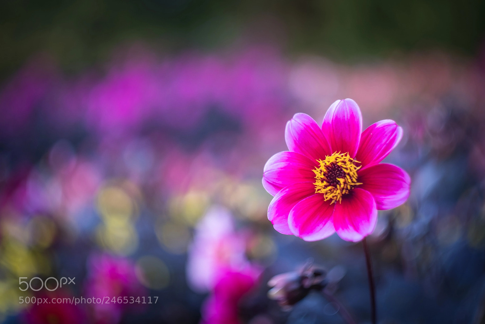 Fujifilm X-T2 sample photo. Flower bokeh photography