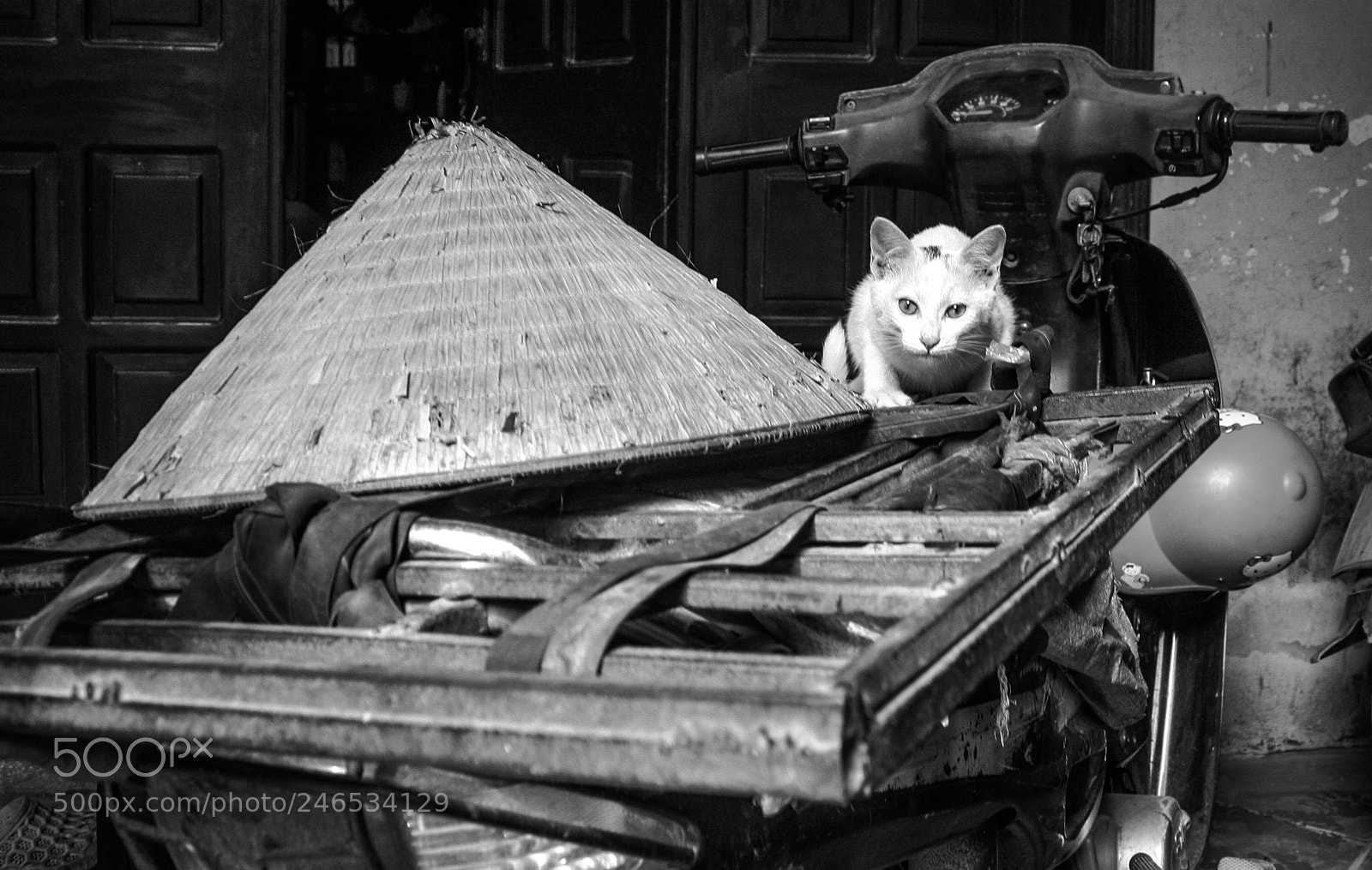 Canon EOS 450D (EOS Rebel XSi / EOS Kiss X2) sample photo. Lion on wheels photography