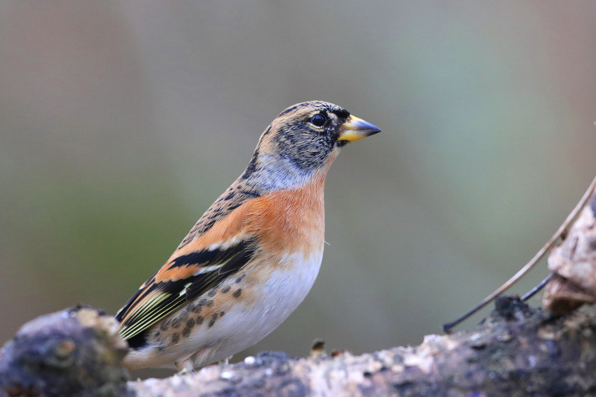 Canon EF 500mm F4L IS II USM sample photo. Male brambling photography