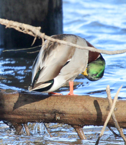 Canon EOS 1300D (EOS Rebel T6 / EOS Kiss X80) sample photo. Mallard preening photography