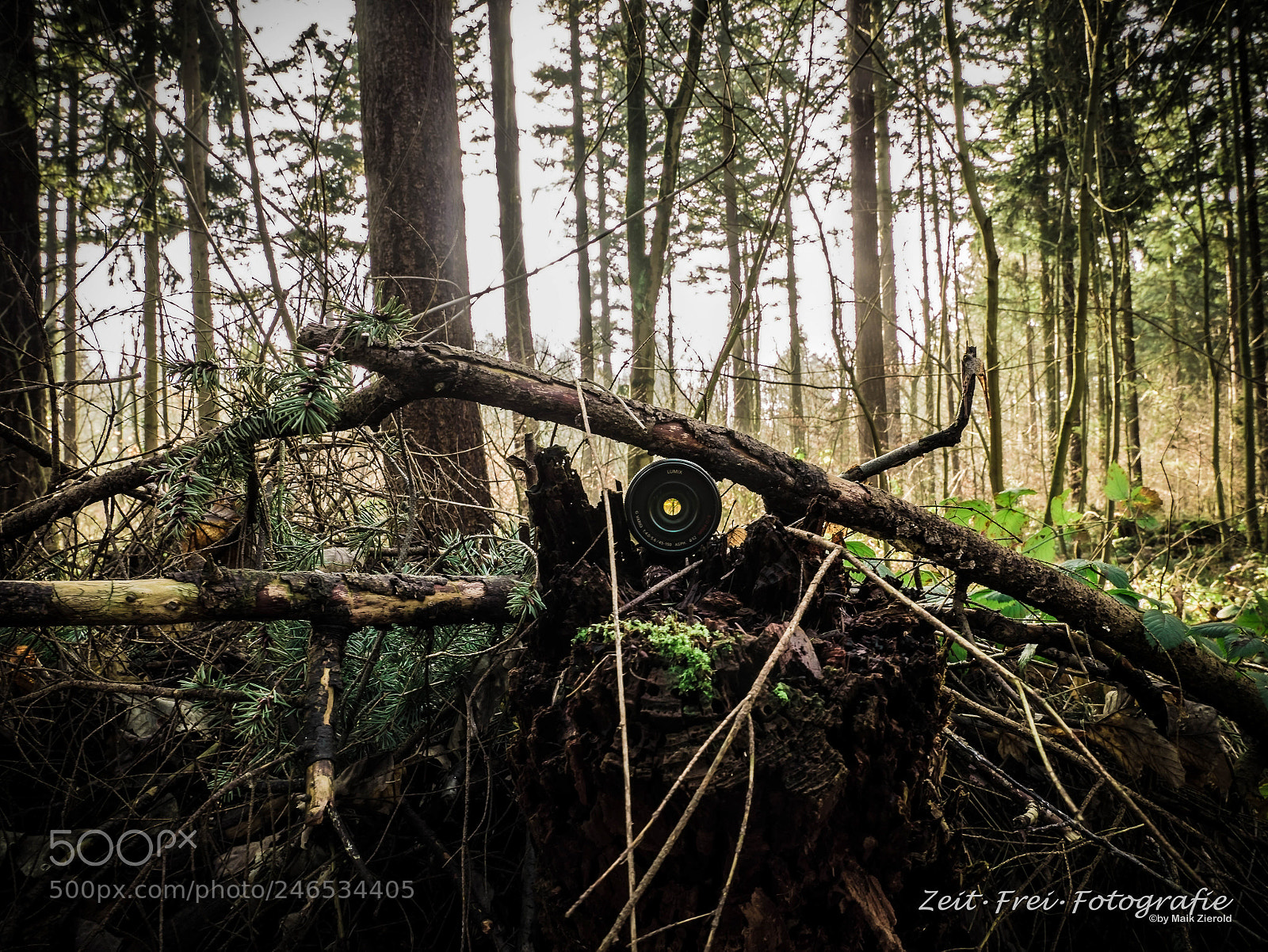 Panasonic DMC-G81 sample photo. Lense on upturned tree photography